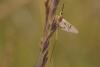 Ephemera glaucops